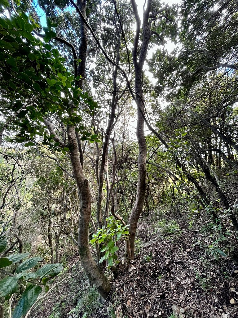 Casa Quebrada - Olas de Buchupureo